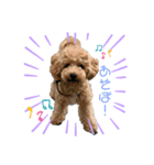 愛犬ホップちゃんのスタンプ（個別スタンプ：4）