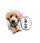 愛犬ホップちゃんのスタンプ（個別スタンプ：6）