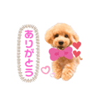 愛犬ホップちゃんのスタンプ（個別スタンプ：7）