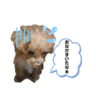 愛犬ホップちゃんのスタンプ（個別スタンプ：8）