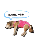 らんとQoo（個別スタンプ：20）