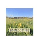 日常挨拶(丁寧語) 風景写真 ①（個別スタンプ：3）