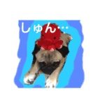 プクプク福蔵（個別スタンプ：1）