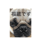 プクプク福蔵（個別スタンプ：7）