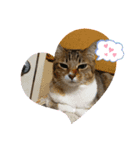 猫ちゃんたちの挨拶（個別スタンプ：2）