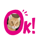 猫ちゃんたちの挨拶（個別スタンプ：6）
