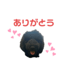 プードル ブラックの日常（個別スタンプ：1）