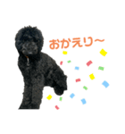 プードル ブラックの日常（個別スタンプ：4）