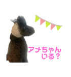 プードル ブラックの日常（個別スタンプ：7）