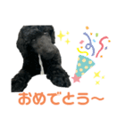 プードル ブラックの日常（個別スタンプ：12）