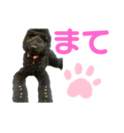 プードル ブラックの日常（個別スタンプ：14）
