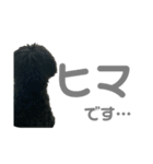 プードル ブラックの日常（個別スタンプ：15）