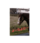 八女弁（個別スタンプ：19）