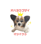 マツイクゥ スタンプ（個別スタンプ：1）