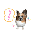 マツイクゥ スタンプ（個別スタンプ：12）
