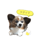 マツイクゥ スタンプ（個別スタンプ：13）