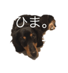インヌ！（個別スタンプ：4）