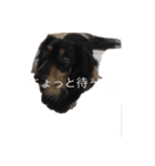 インヌ！（個別スタンプ：8）