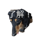 インヌ！（個別スタンプ：9）