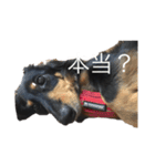 インヌ！（個別スタンプ：12）