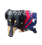 インヌ！（個別スタンプ：14）
