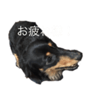 インヌ！（個別スタンプ：16）