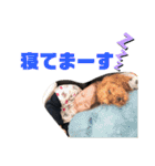 紗仁スタンプ②（ギャグ編）（個別スタンプ：15）