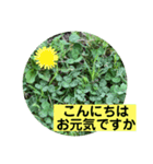 グリーングリーンな日々（個別スタンプ：1）