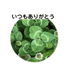 グリーングリーンな日々（個別スタンプ：2）