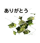 グリーングリーンな日々（個別スタンプ：3）