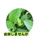 グリーングリーンな日々（個別スタンプ：6）