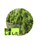 グリーングリーンな日々（個別スタンプ：8）