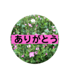 グリーングリーンな日々（個別スタンプ：12）