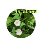 グリーングリーンな日々（個別スタンプ：16）