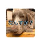 ワイマラナーのブルーノくん（個別スタンプ：2）