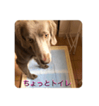 ワイマラナーのブルーノくん（個別スタンプ：9）