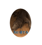 ワイマラナーのブルーノくん（個別スタンプ：10）