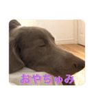 ワイマラナーのブルーノくん（個別スタンプ：22）
