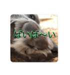 ワイマラナーのブルーノくん（個別スタンプ：23）