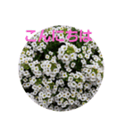 お花にコメント（個別スタンプ：2）