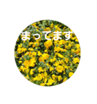 お花にコメント（個別スタンプ：7）