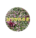 お花にコメント（個別スタンプ：8）