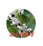 お花にコメント（個別スタンプ：10）
