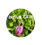 お花にコメント（個別スタンプ：11）