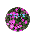 お花にコメント（個別スタンプ：12）