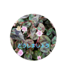 お花にコメント（個別スタンプ：22）