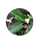 お花にコメント（個別スタンプ：30）