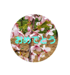 お花にコメント（個別スタンプ：34）