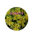 お花にコメント（個別スタンプ：37）