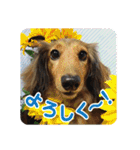 ミニチュアダックスのハッピー君（個別スタンプ：1）